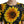 Dolce & Gabbana Black Sunflower Print Nylon A-linjainen Midi-mekko
