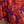Dolce & Gabbana Multicolor Floral Cotton A-line Knee Length Dress