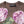 Dolce & Gabbana Brown Lily Embellished Round Neck Blouse Top
