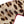 Dolce & Gabbana Brown Leopard Print Silk Women Accessory Sleep Eye Mask